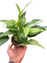 Pothos Skeleton Key
