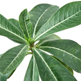 Succulent Adenium Obesum 'Desert Rose'