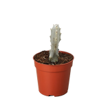 Succulent Euphorbia 'Dragon Bone'