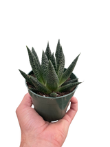 Succulent Gasteria Durban