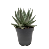Succulent Haworthia Savanna