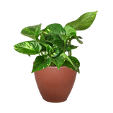 Pothos 'Golden'