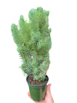 Blue Pine Trees