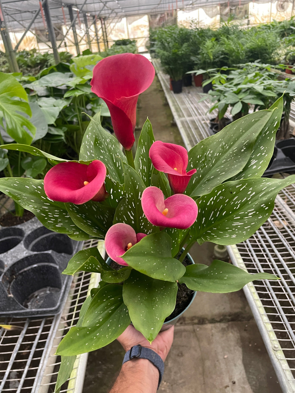 Buy Calla Lily Online in United States – World Plant Nursery