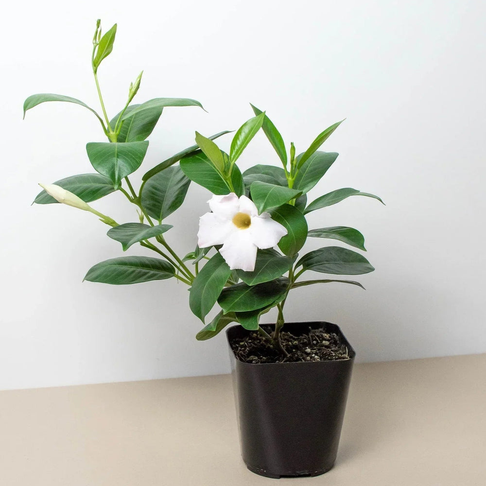 Dipladenia Premier Hot Pink