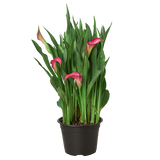 Calla Lily