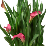 Calla Lily