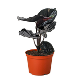 Alocasia 'Black Infernalis'