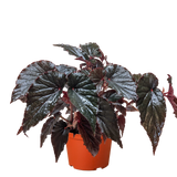Begonia 'Black Magic'
