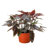 Begonia 'Corallina'
