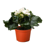 Begonia 'Reiger'