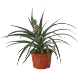 Bromeliad 'Yellow Pineapple'