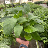 Calathea 'Musaica'