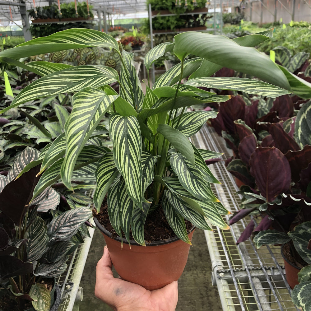 Calathea 'Vittata'