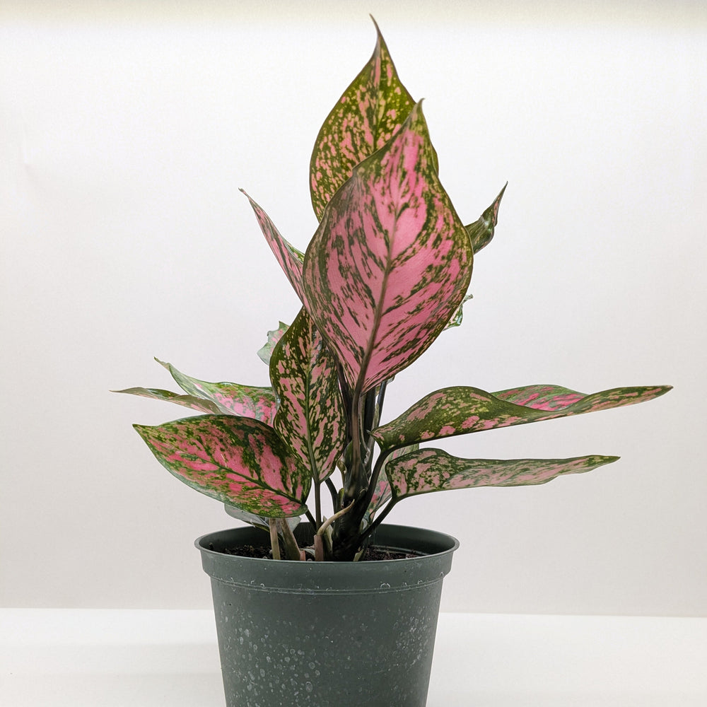 Chinese Evergreen 'Wishes'