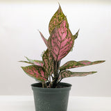 Chinese Evergreen 'Wishes'