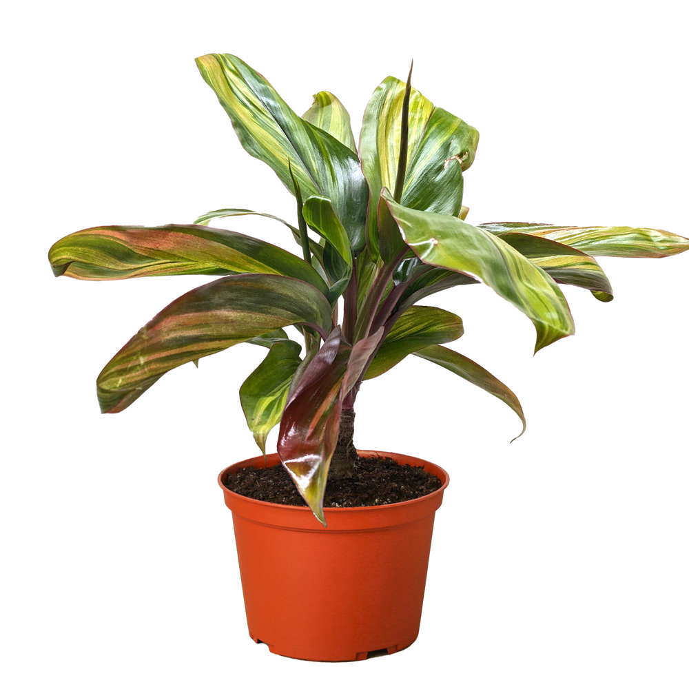 Cordyline Willies Gold