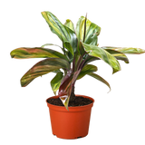 Cordyline Willies Gold