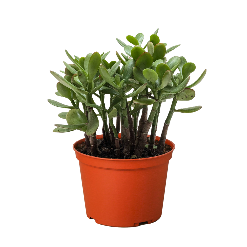Succulent Crassula 'Jade'
