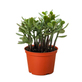 Succulent Crassula 'Jade'