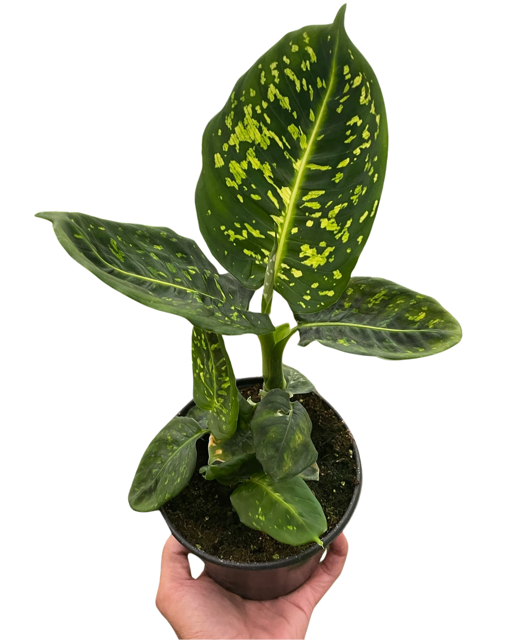 Dieffenbachia 'Reflector'