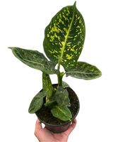 Dieffenbachia 'Reflector'