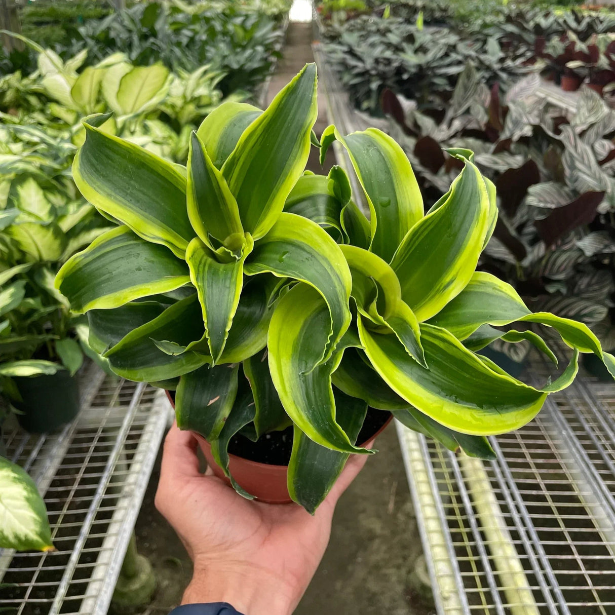 Dracaena 'Tornado'