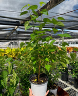 ED Mulberry