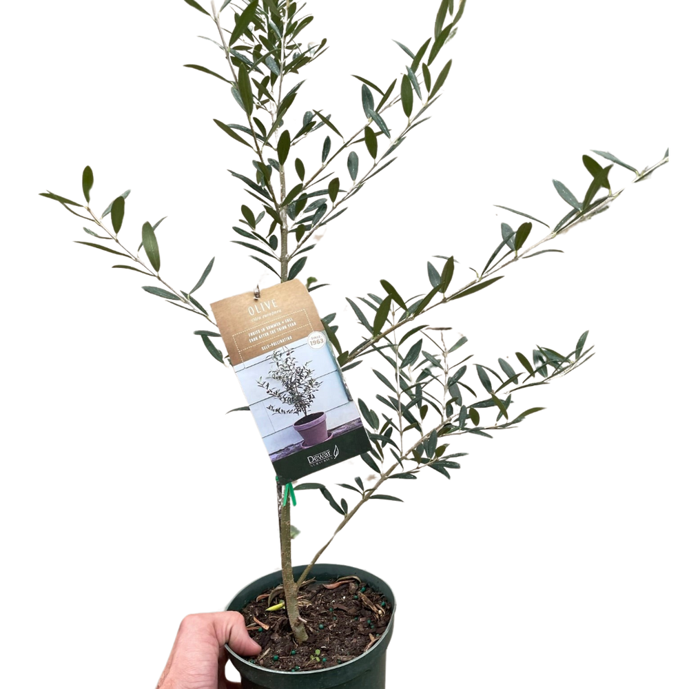 Olive Tree (Olea europaea)