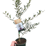 Olive Tree (Olea europaea)