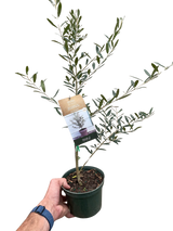 Olive Tree (Olea europaea)