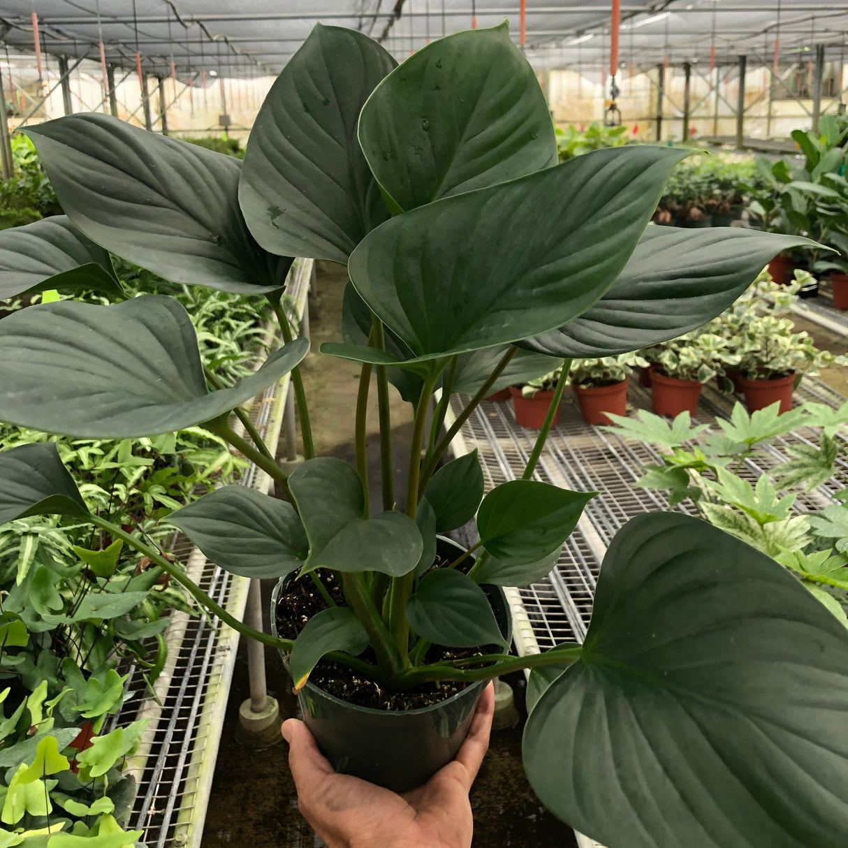 Homalomena 'Emerald Gem'