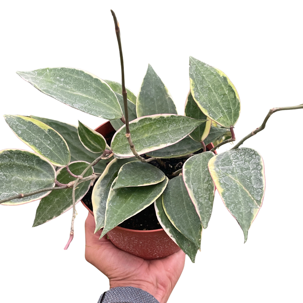 Hoya Macrophylla Variegated