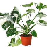 Monstera 'Thai Constellation'