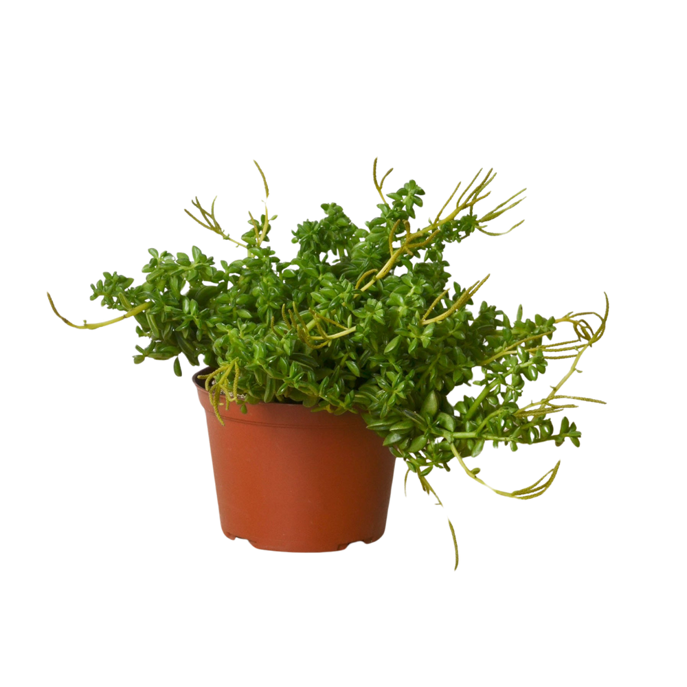 Peperomia 'Axillaris'