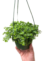 Peperomia Deppeana