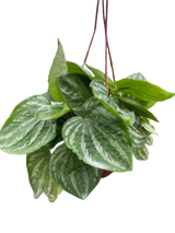 Peperomia Ecuador