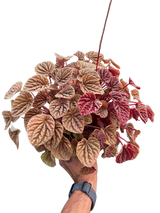 Peperomia 'Quito'