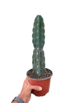Succulent Cereus Cuddly Cactus