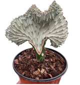 Succulent Euphorbia Lactea Ghost