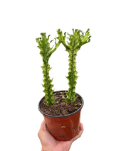 Euphorbia 'Mint Cream'