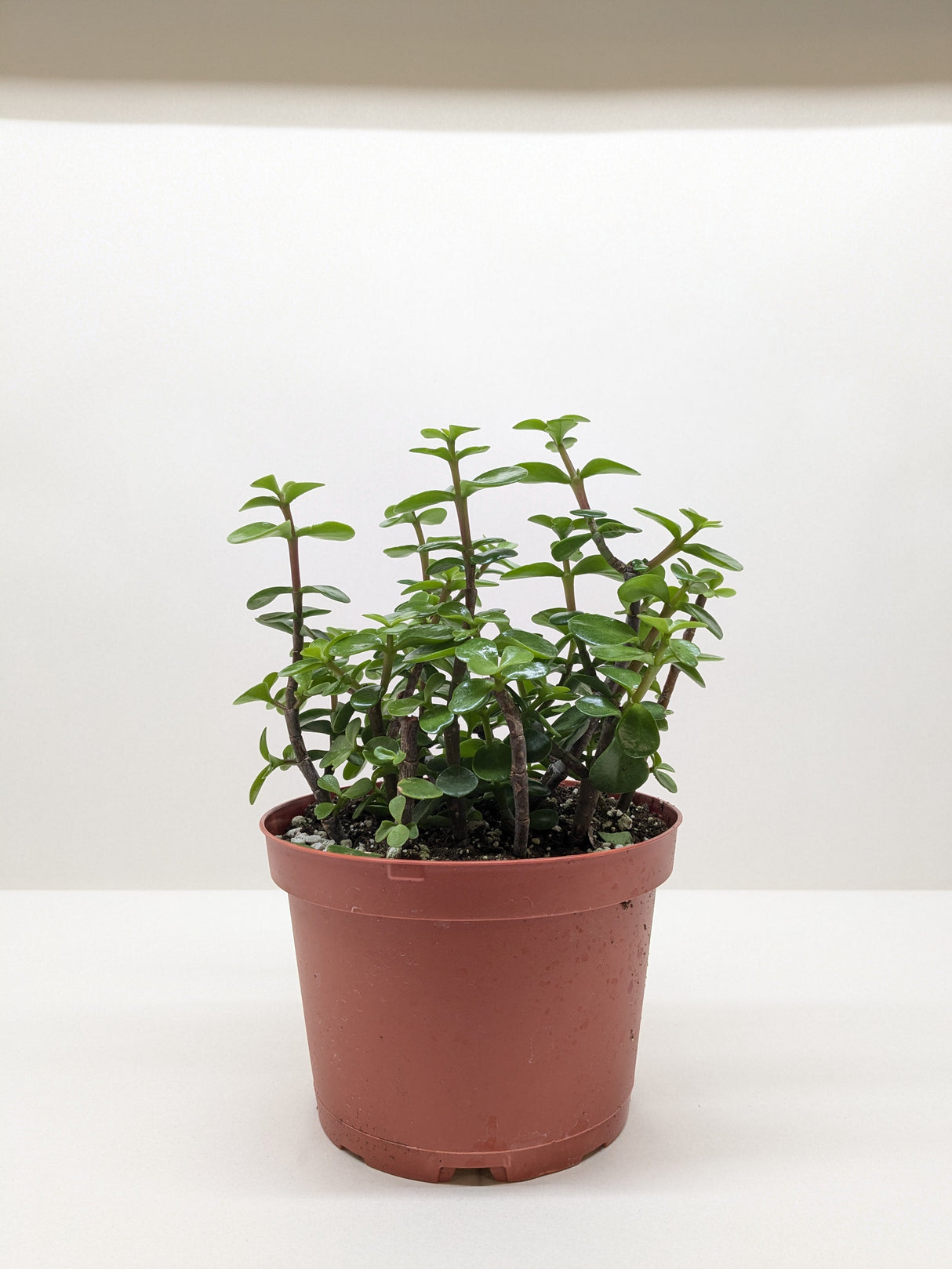 Succulent 'Elephant Bush'