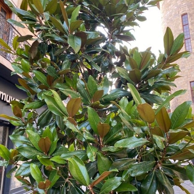 Magnolia Grandiflora 'Teddy Bear'