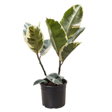 Ficus Elastica 'Tineke'