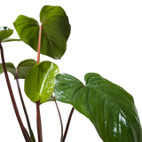 Homalomena 'Emerald Gem'