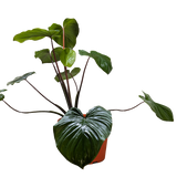 Homalomena 'Emerald Gem'