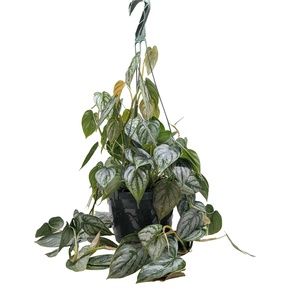 Philodendron 'Brandi'