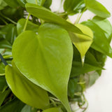 Philodendron 'Neon'