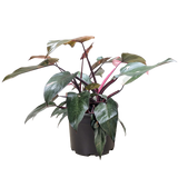 Philodendron 'Pink Princess'