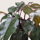 Philodendron 'Pink Princess'